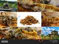 Prodaja propolisa - propolis - propolis u tečnome stanju - propolis u rifuzu