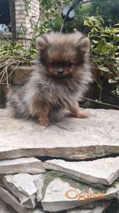 Pomeranski špic-pomeranac