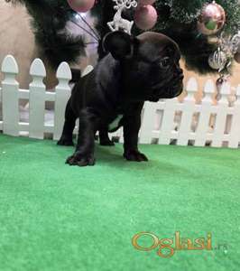 Štenci francuskog buldoga