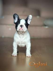 Francuski buldog štenci