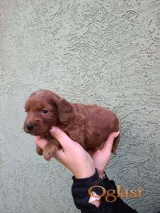 Mini pudla