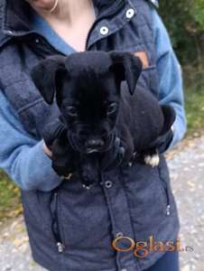 Cane Corso, štene -dostava