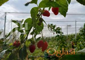 Aranđelovac, Brezovac, 22ha, pod malinama (ID: 1149) ID#1149