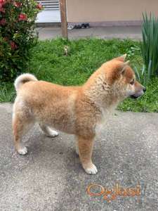 Šampionsko leglo Shiba inu