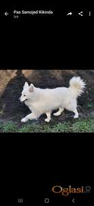 Samojed na poklon