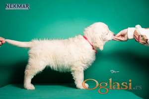 Dostupni za rezervaciju štenci Zlatnog retrivera