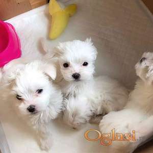Prodaju se prekrasni štenci maltezera
