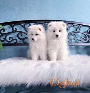 Samojed