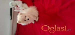 Pomeranski spic zenkica