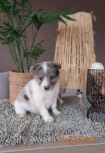 Border koli/collie štenci