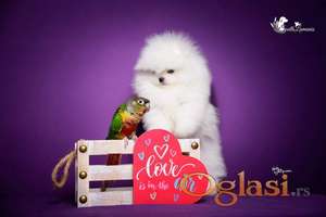 Veseli cistokrvni pomeranci spremni za novi dom