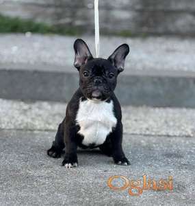 Francuski buldog stenci