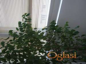 Lokal - Dimitrija Tucovića- Gradska bolnica ID#5109