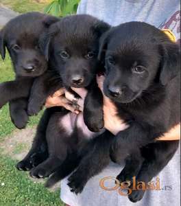 Prodajem tri muska steneta Labradora