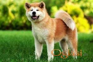 Akita inu i Shiba Inu