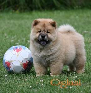 Chow Chow Cau Cau Čau Čau