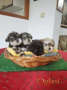 Patuljasti šnauceri oba pola