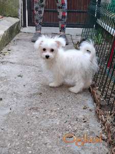 Mikro pomapoo muško štene