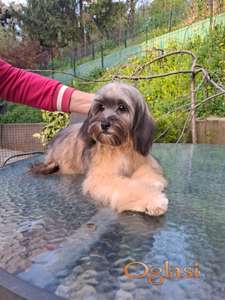 Havanski bišon žensko štene