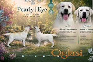 Labrador retriver štenci, prelepi