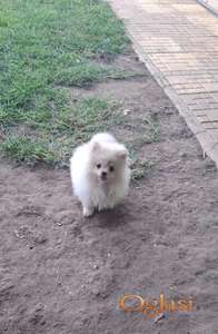 Pomeranac