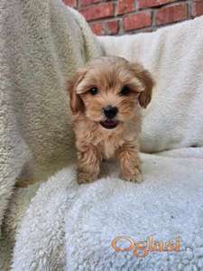 Maltipoo stenci spremni su za preuzimanje.