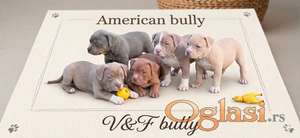 American bully pocket lilac štenci