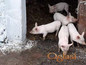 Krmača sa prasicima