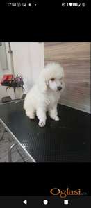 Mini pudla