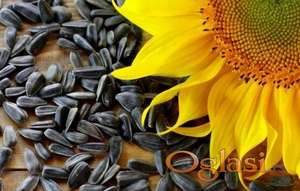 Prodajem SUNCOKRET uljni