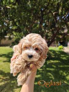 Maltipoo stenci