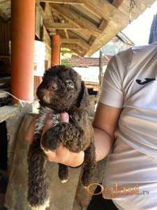 Lagotto Romangolo štenci od radnih roditelja