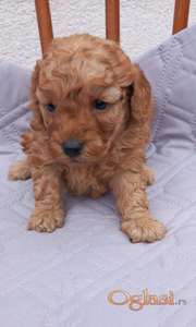 Mini pudla