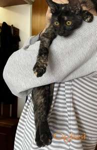 Poklanjamo macu staru 8.5 meseci