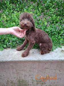 Braon pudla mini mužjak