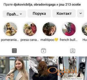 Stenci toy i mini pudle vrhunske genetike