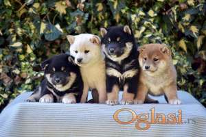 Shiba Inu / Šiba inu