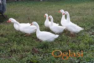 Guske - beli gusani