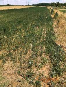 GARDINOVCI – ZEMLJIŠTE IDEALNO ZA VOĆNJAK