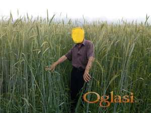 Ovas i raž stara sorta 2m visine