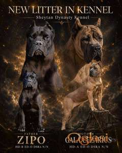 Cane Corso prelepi štenci