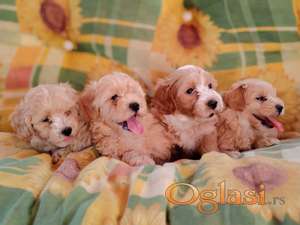 Dostupni za preuzimanje MALTIPOO prelepi