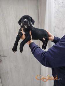 Na prodaju stenad Cane Corso