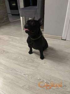 Francuski Buldog, mlad muzijak