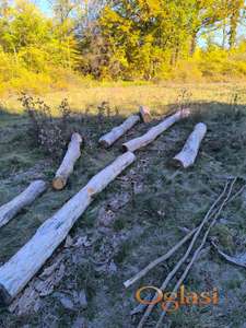 Trupci hrast i jasena