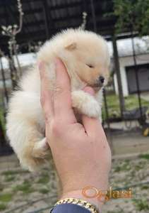 Najlepsi Pomeranci Boo