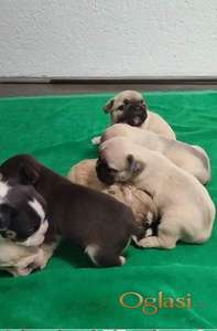 Francuski buldog stenci