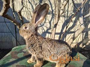 Prodaja kunića, belgijskih orijaša