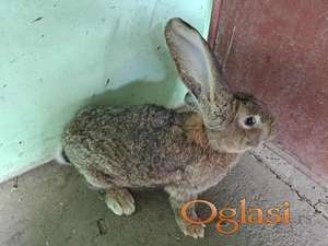 Prodaja kunića, belgijskih orijaša