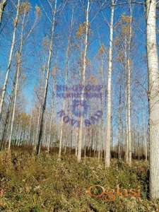 Odlican plac u Kovilju!